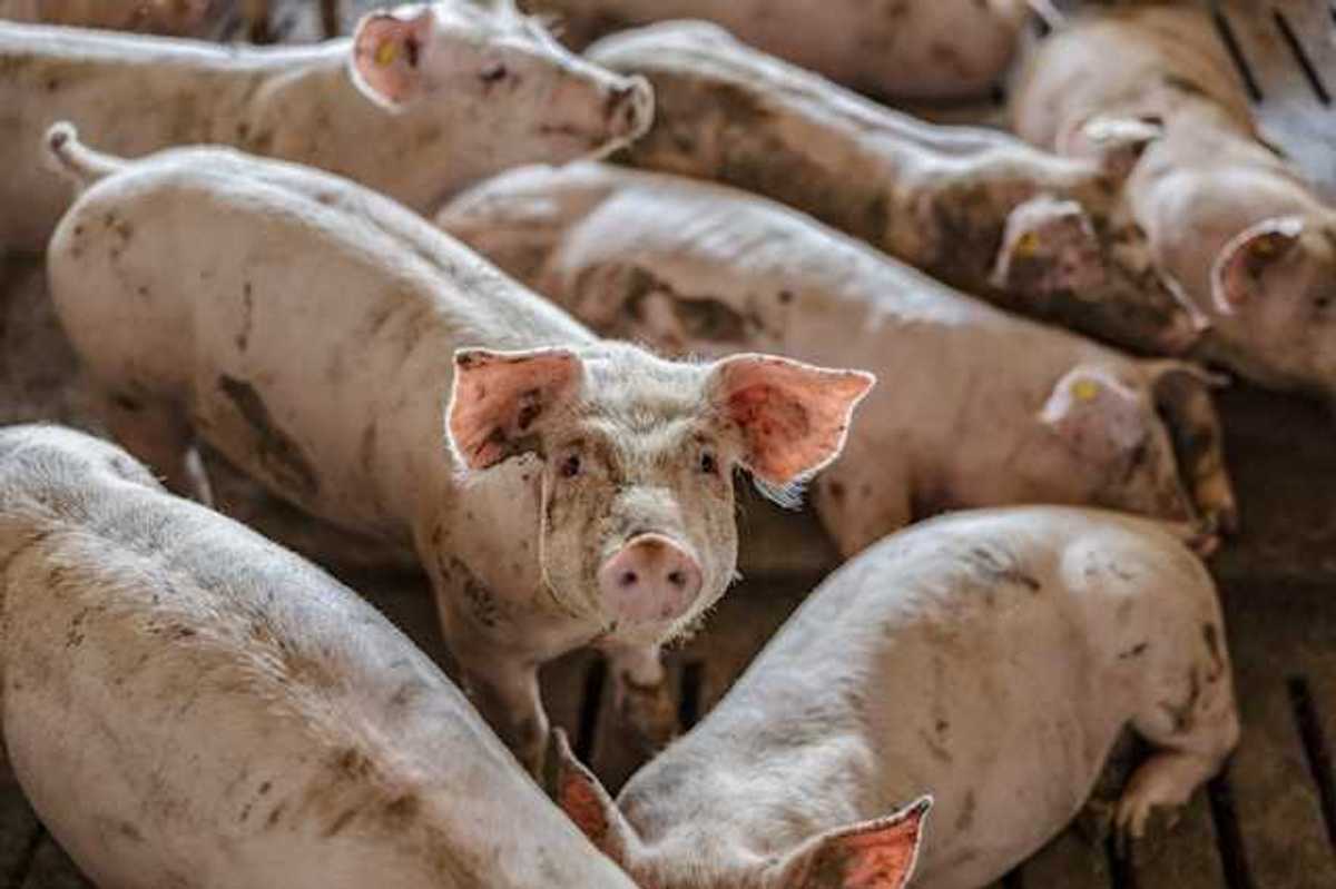 A group of dirty small pigs at a pig farm
