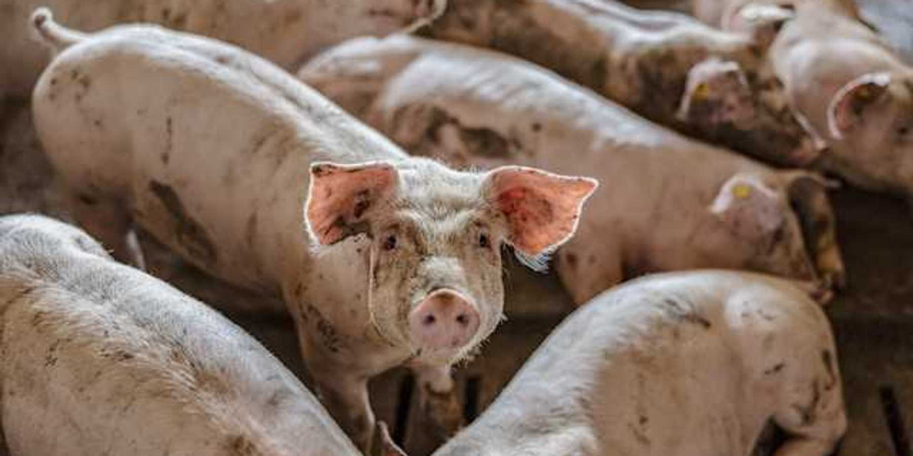 A group of dirty small pigs at a pig farm