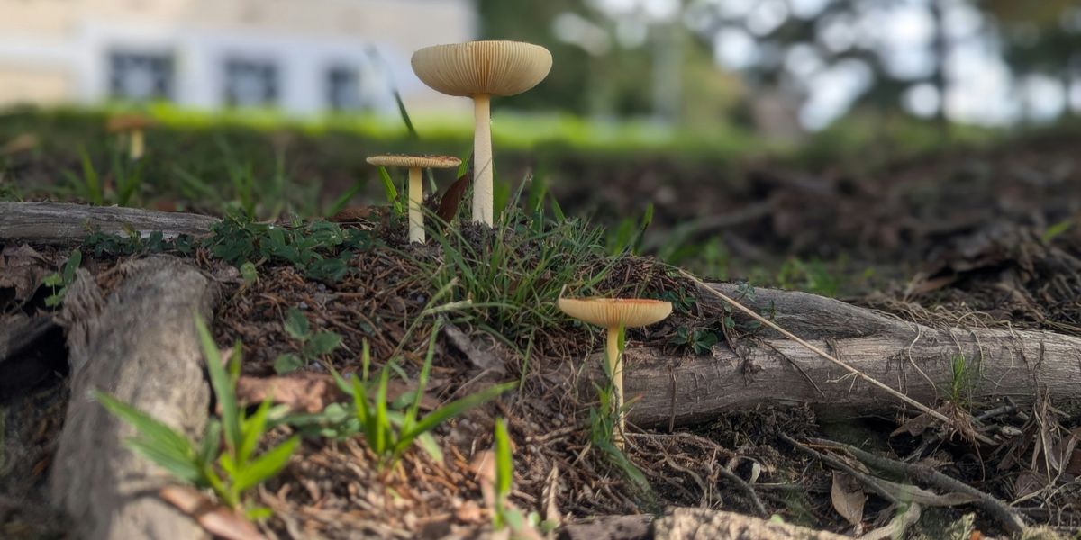 A group of mushrooms growing out of the ground