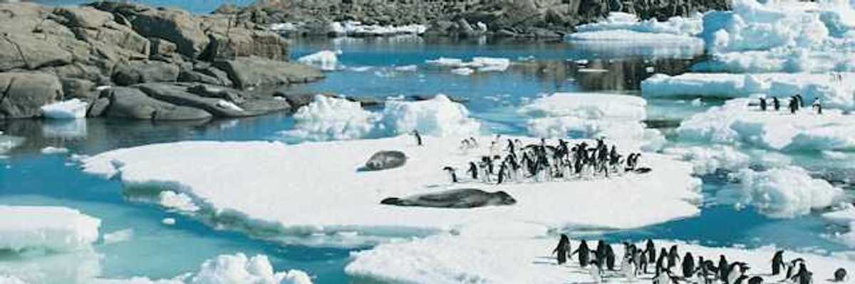 A group of penguins on top of ice floes