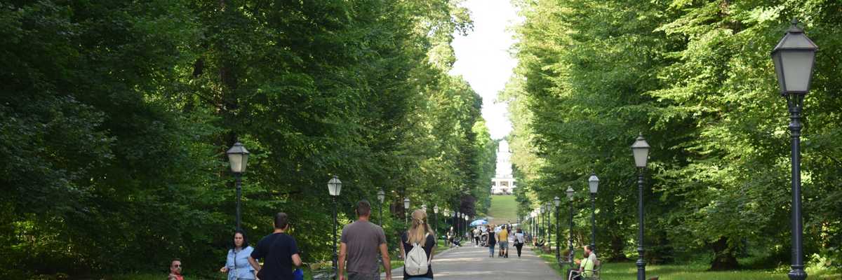 a group of people walking down a tree lined path in a park