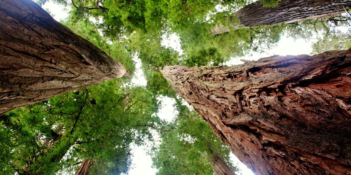a group of tall trees standing next to each other.