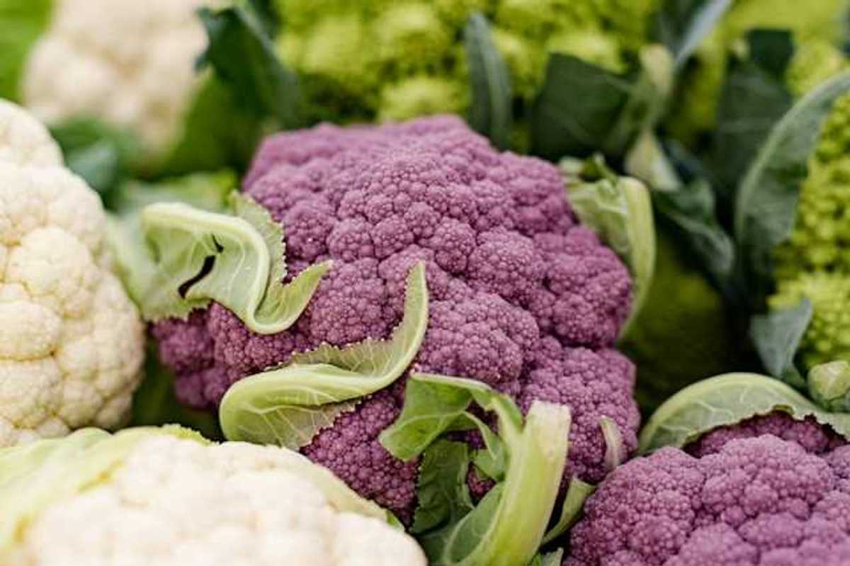 A group of white and purple cauliflower