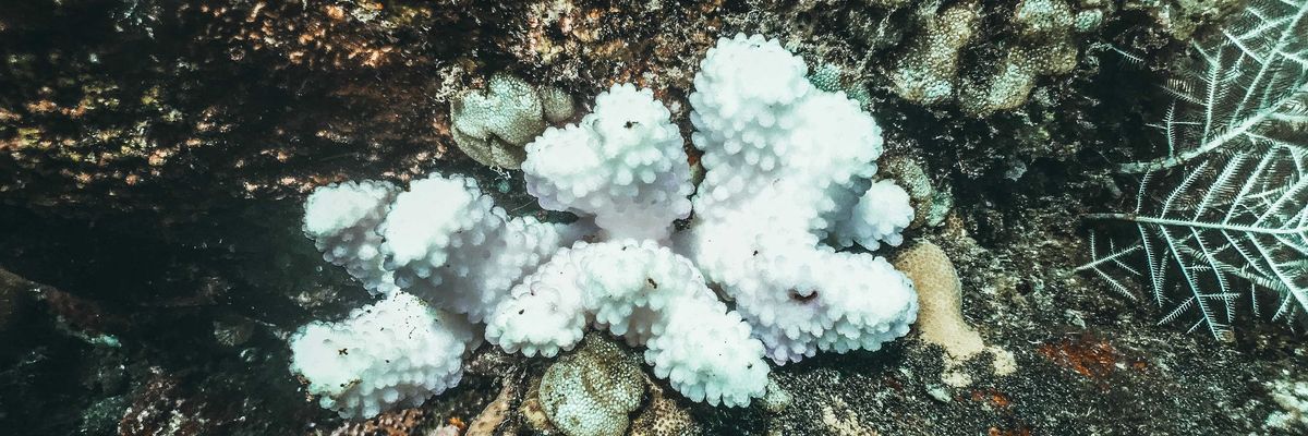 a group of white corals on a coral reef