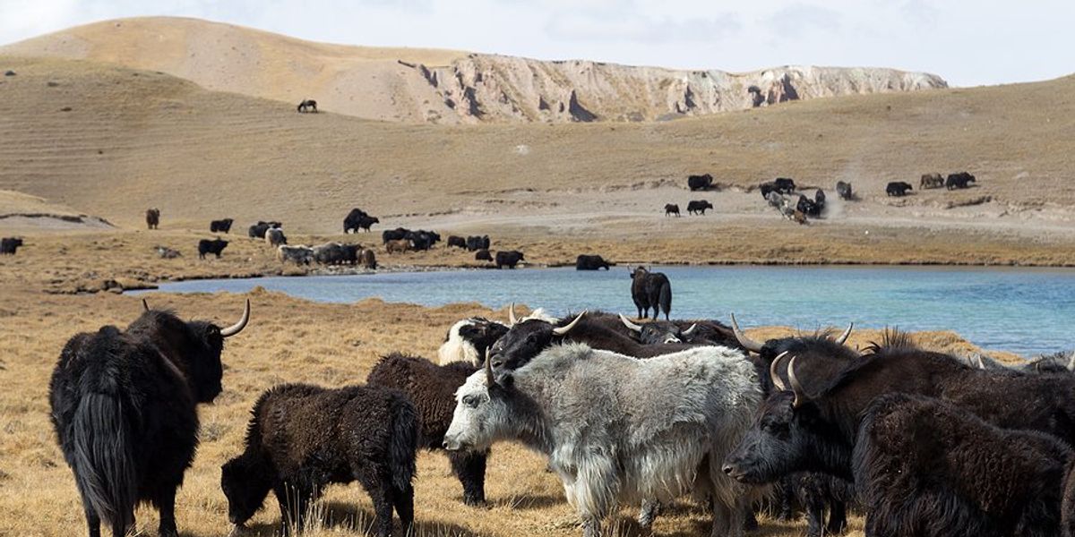 A group of yaks in front of a small water hole.