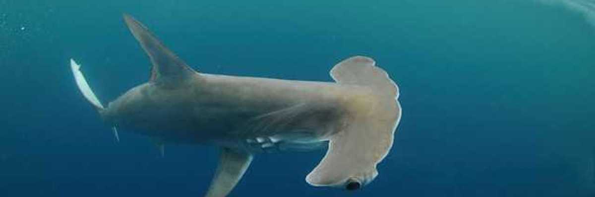 A hammerhead shark swimming in the ocean with small bubbles behind it
