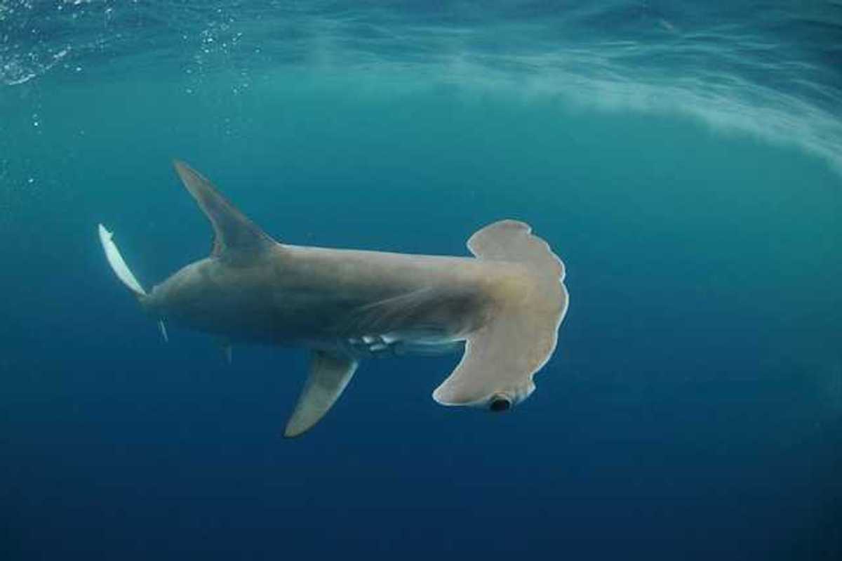 A hammerhead shark swimming in the ocean with small bubbles behind it
