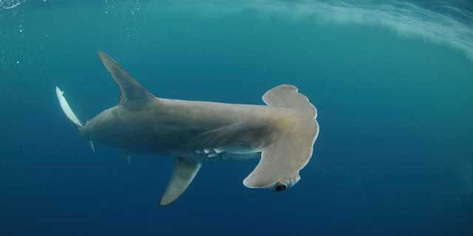 A hammerhead shark swimming in the ocean with small bubbles behind it