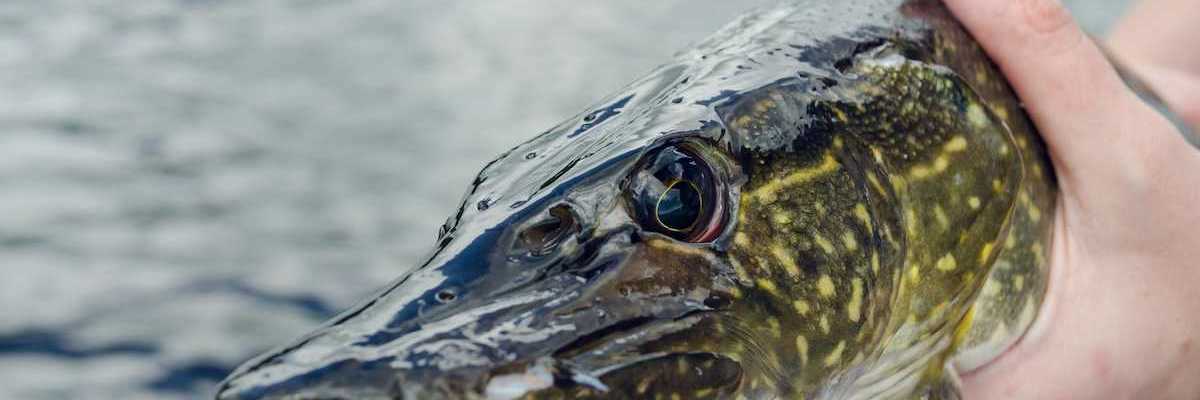 A hand displaying a northern pike showing head from gills forward with a focus on the formidable teeth