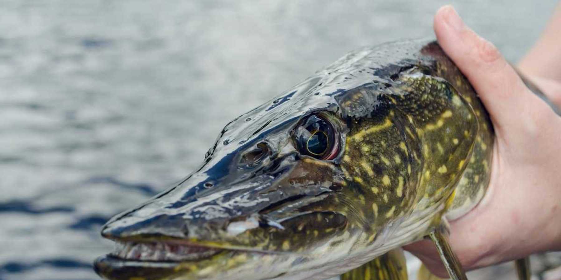 A hand displaying a northern pike showing head from gills forward with a focus on the formidable teeth