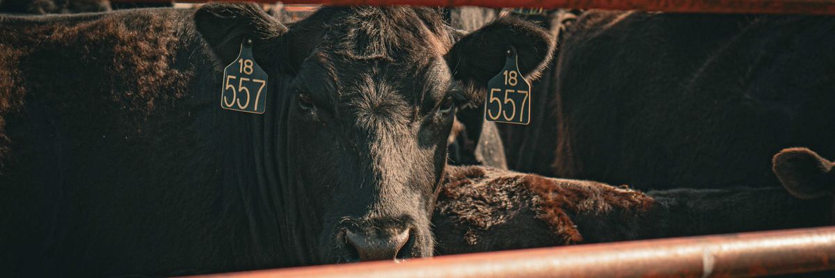 a herd of cattle standing next to each other
