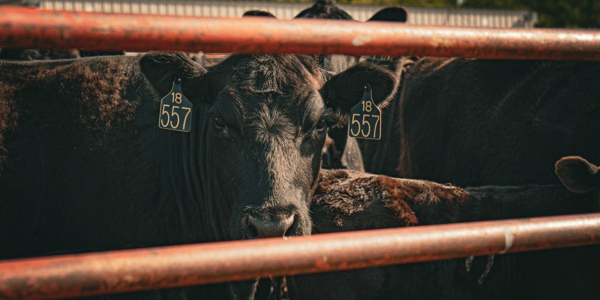 a herd of cattle standing next to each other