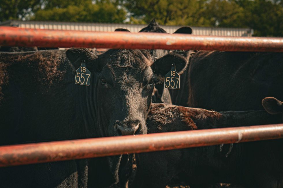 At COP30, Brazilian meat giant JBS recommends climate policy