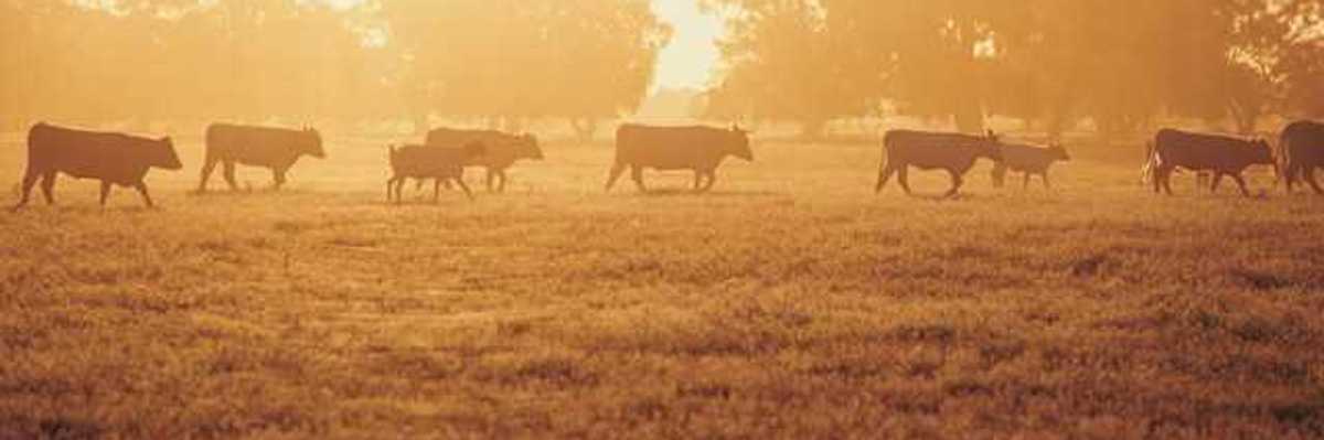 A herd of cattle walking across a field during sunrise