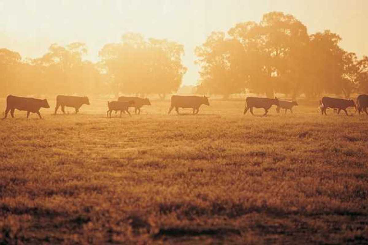 A herd of cattle walking across a field during sunrise