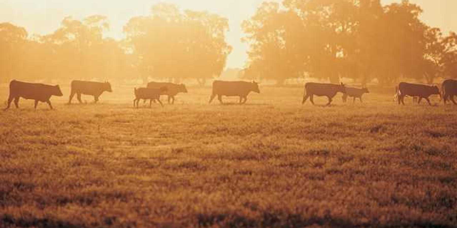 A herd of cattle walking across a field during sunrise
