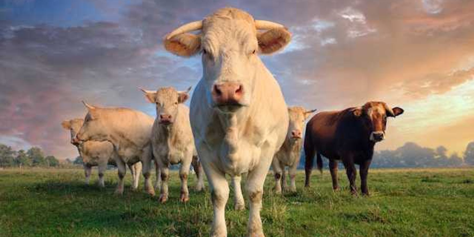 A herd of cows in a green field looking at the camera