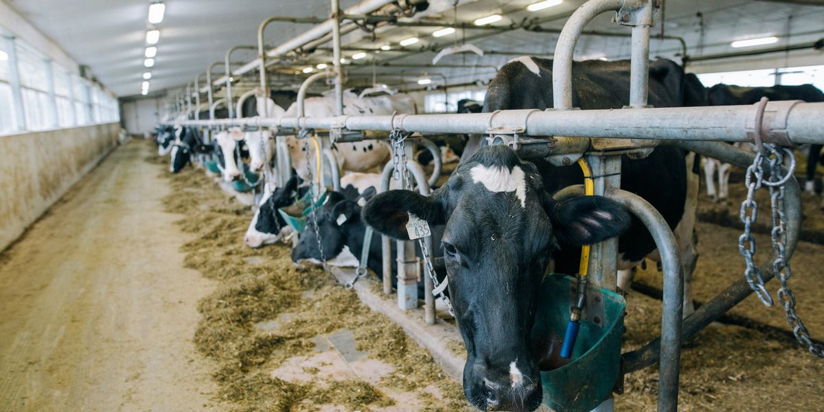 a herd of cows standing next to each other in a barn, confined in individual metal stalls.