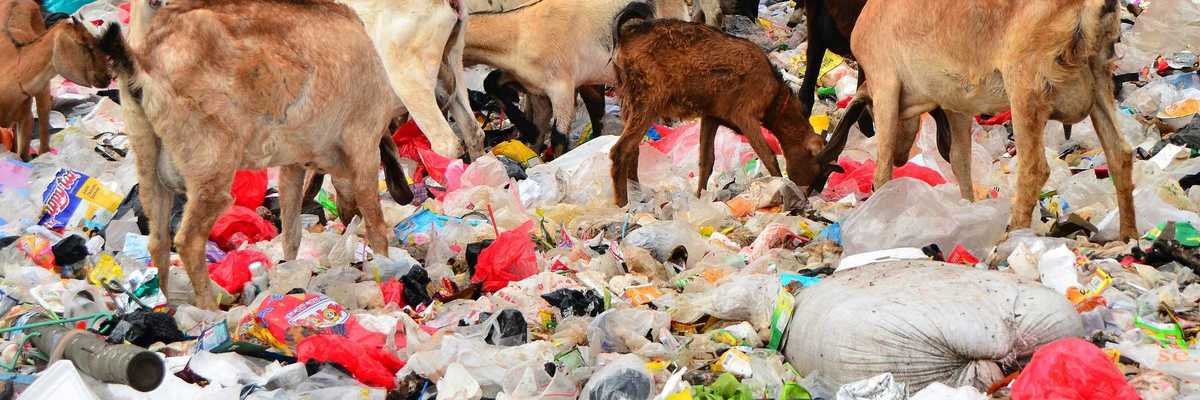 A herd of goats grazing on top of a pile of plastic garbage.