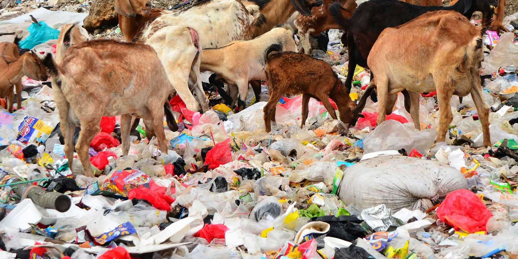 A herd of goats grazing on top of a pile of plastic garbage.