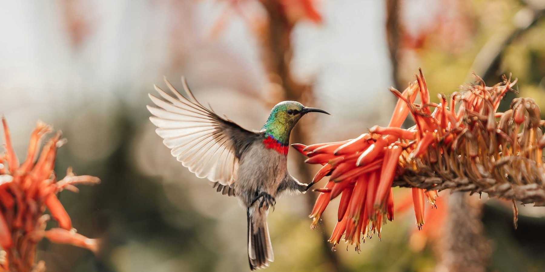A hummingbird lands on a flower