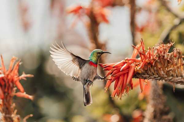 A hummingbird lands on a flower