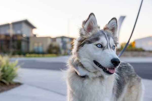 A husky dog with blue eyes on leash looking away from the camera