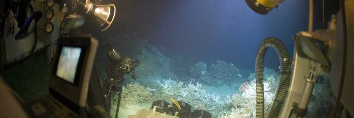 A JSL submersible offers a panoramic view of the underwater world.