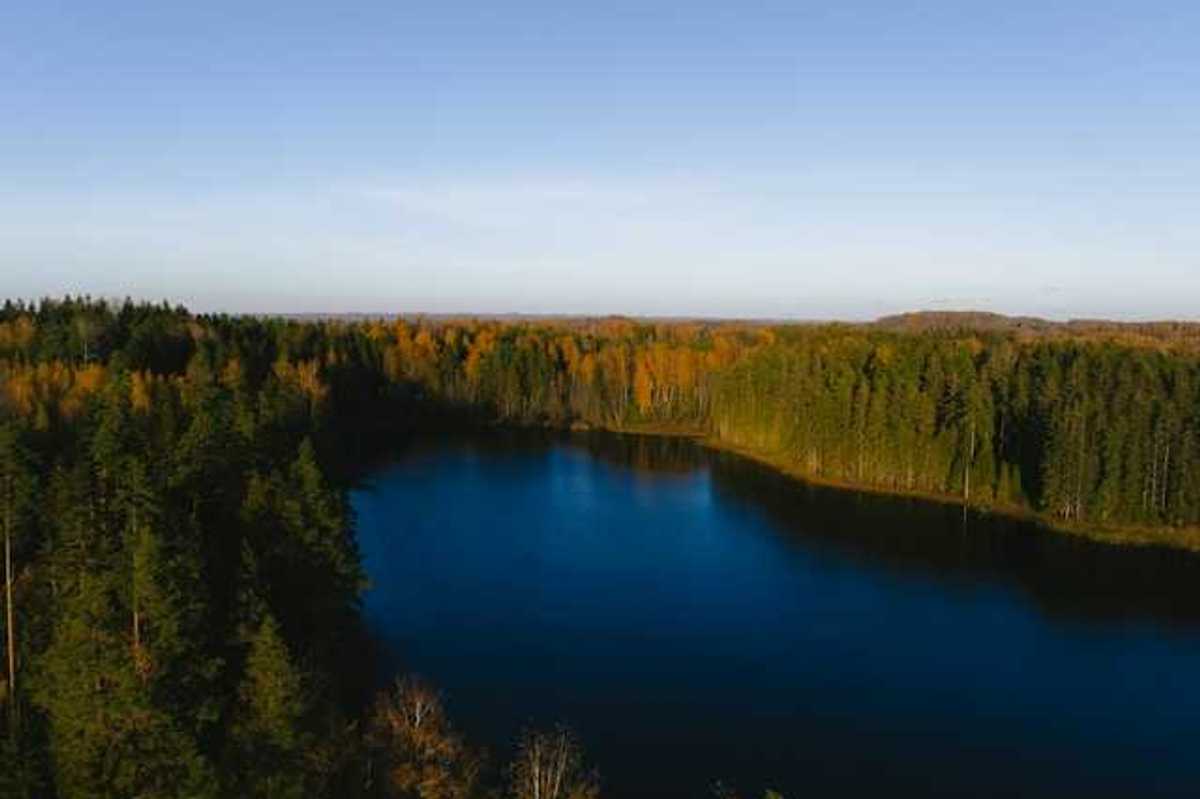 A lake surrounded by thick forests