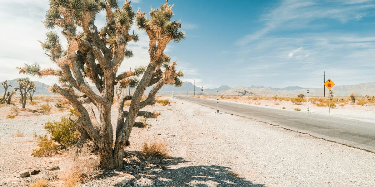 a large cactus tree sitting on the side of a road.