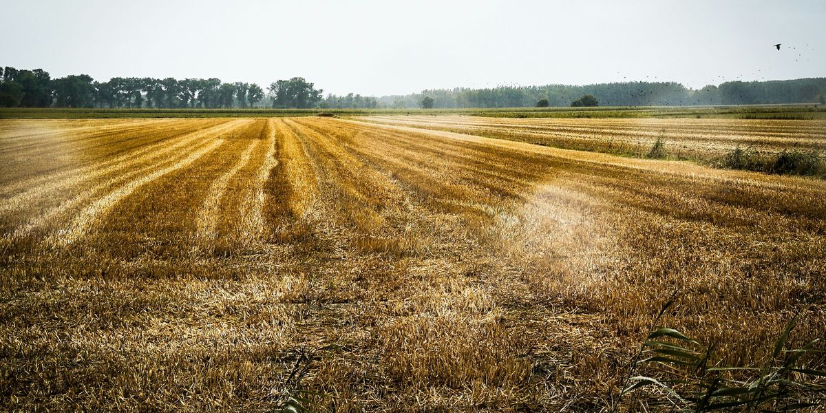 a large field of dry grass