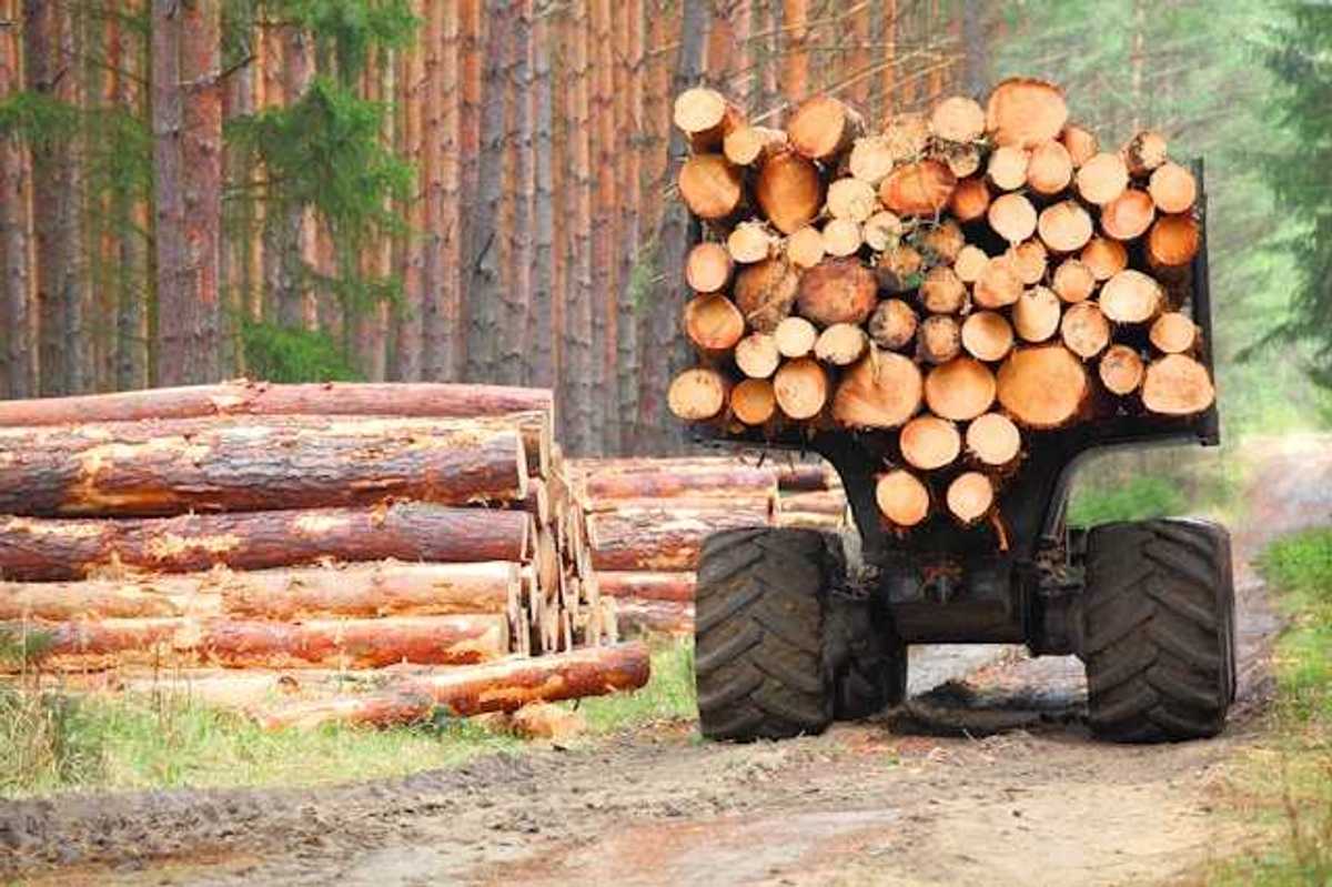 A logging truck on a dirt road next to a forest