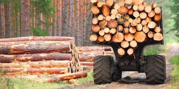 A logging truck on a dirt road next to a forest
