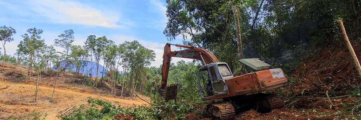 A machine moving dirt and tearing down trees in a forest