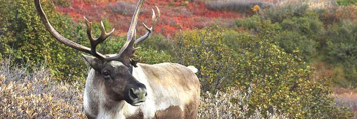 A male caribou standing in brush