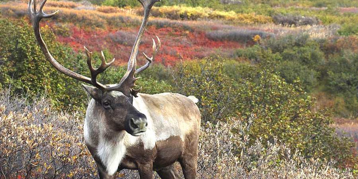 A male caribou standing in brush