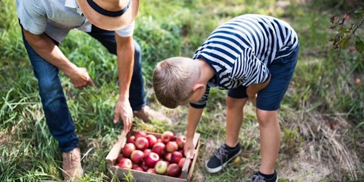 A man and a boy reaching to pick up a tray of apples in an orchard