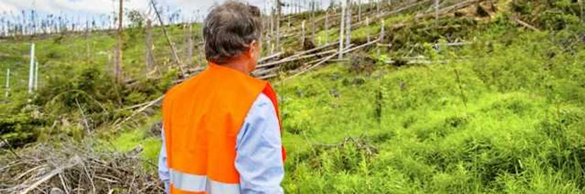 A man in an orange safety vest looking at a deforested section of a hillside