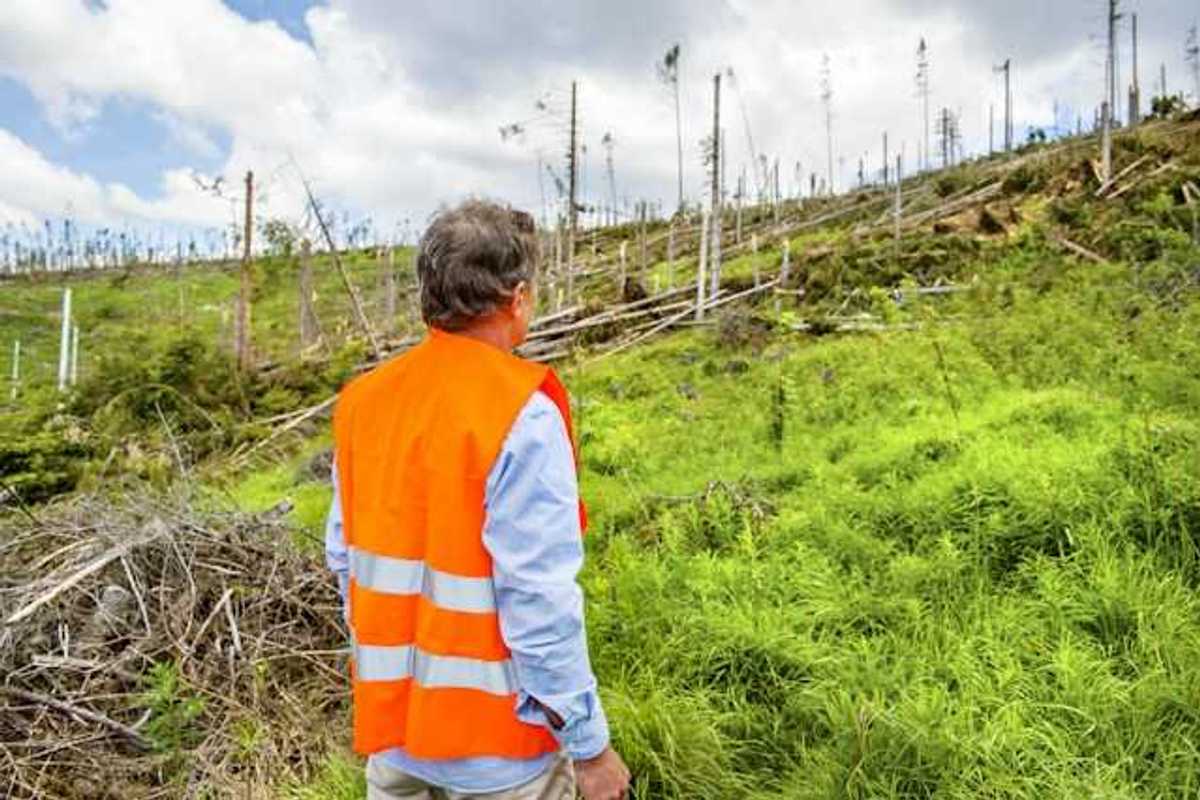 A man in an orange safety vest looking at a deforested section of a hillside
