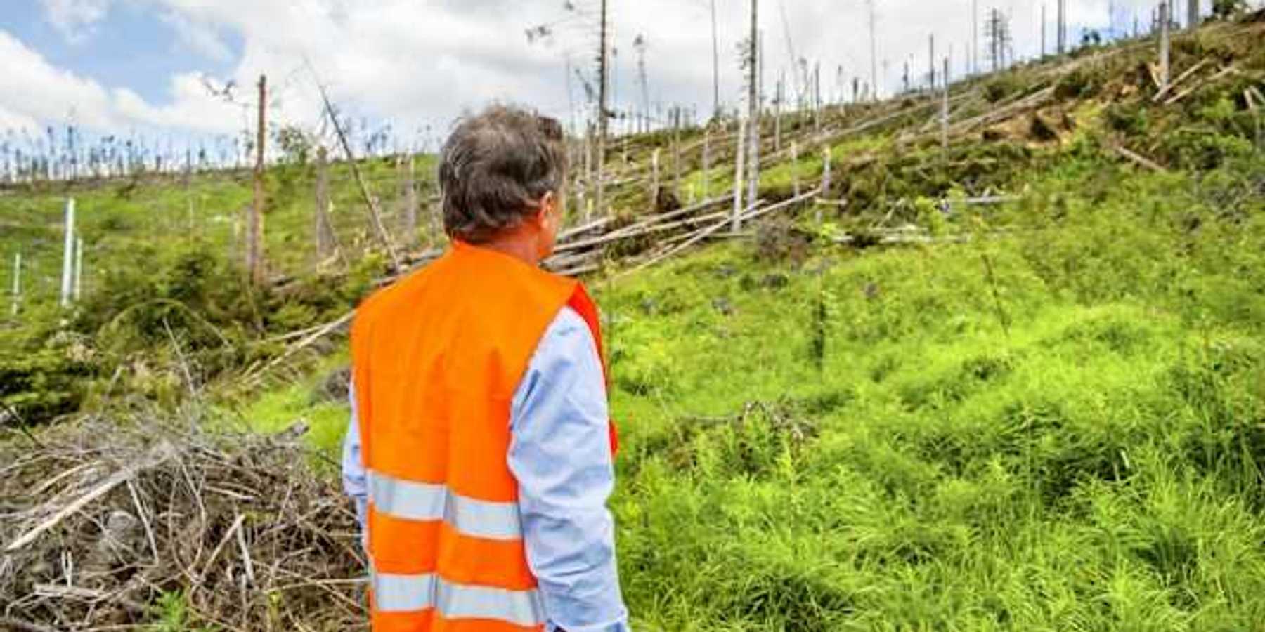 A man in an orange safety vest looking at a deforested section of a hillside