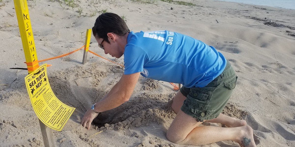 A man in t-shirt and shorts digs in the sand next to a sign that says "sea turtle nest."