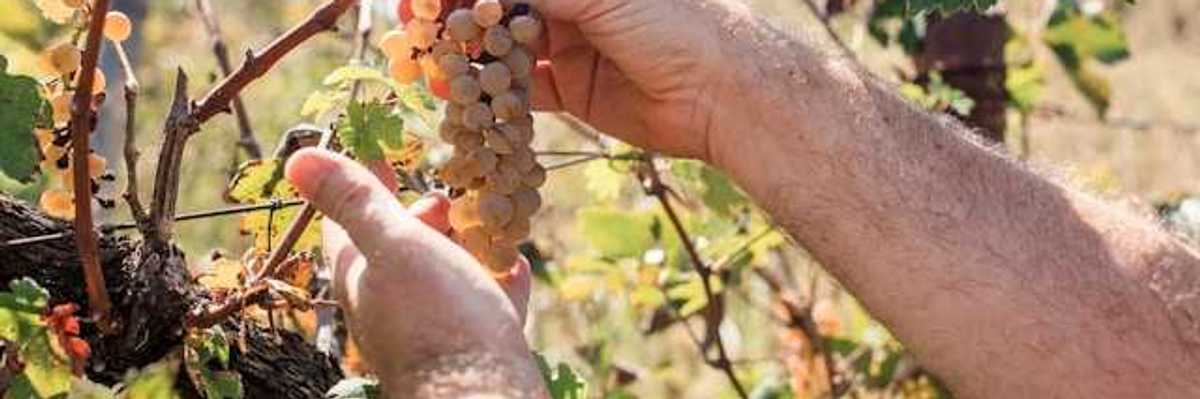 A man looking at a bunch of grapes on the vine