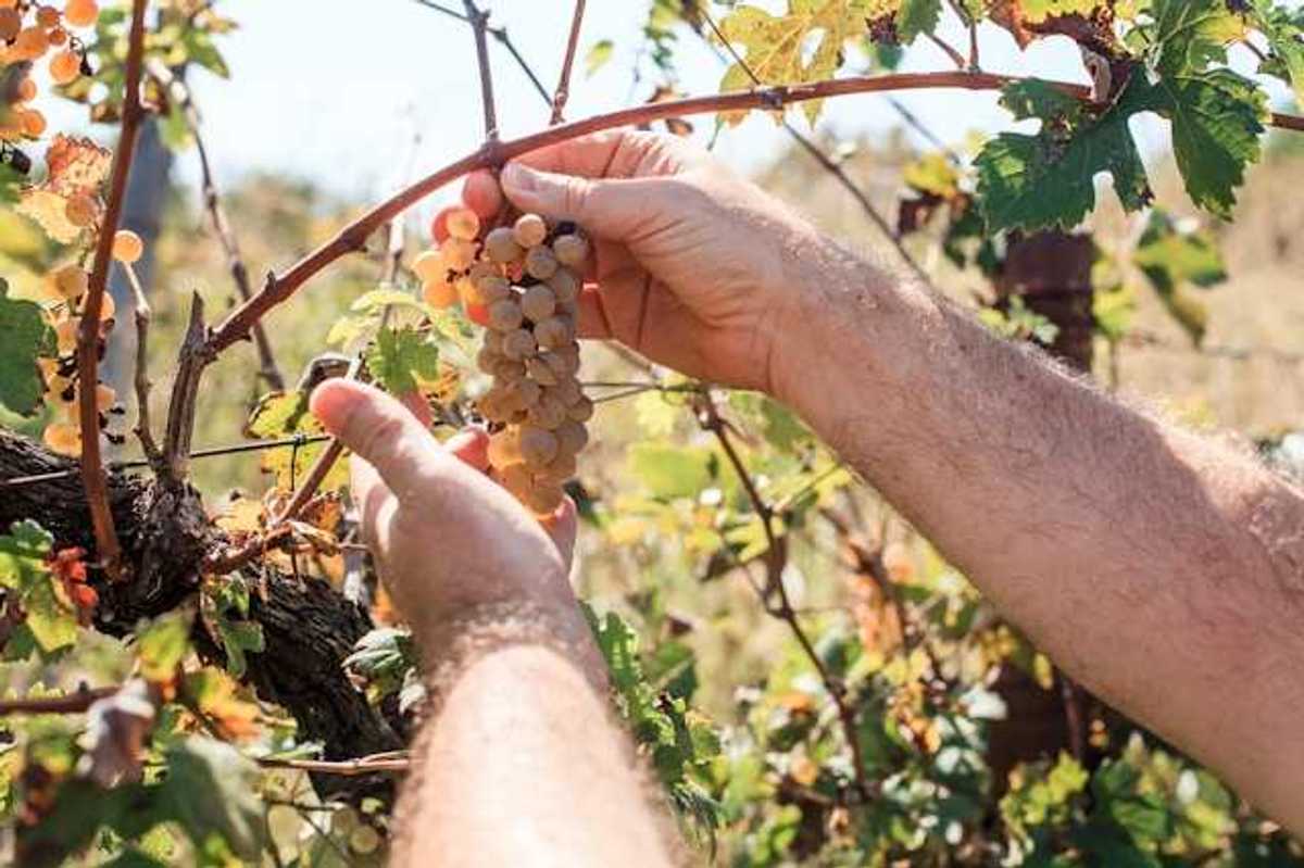 A man looking at a bunch of grapes on the vine