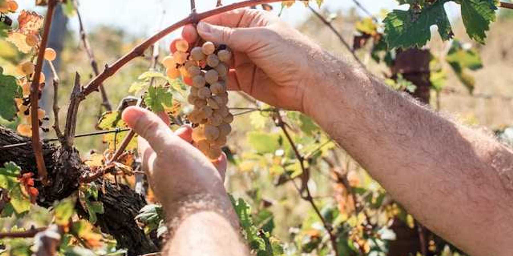 A man looking at a bunch of grapes on the vine