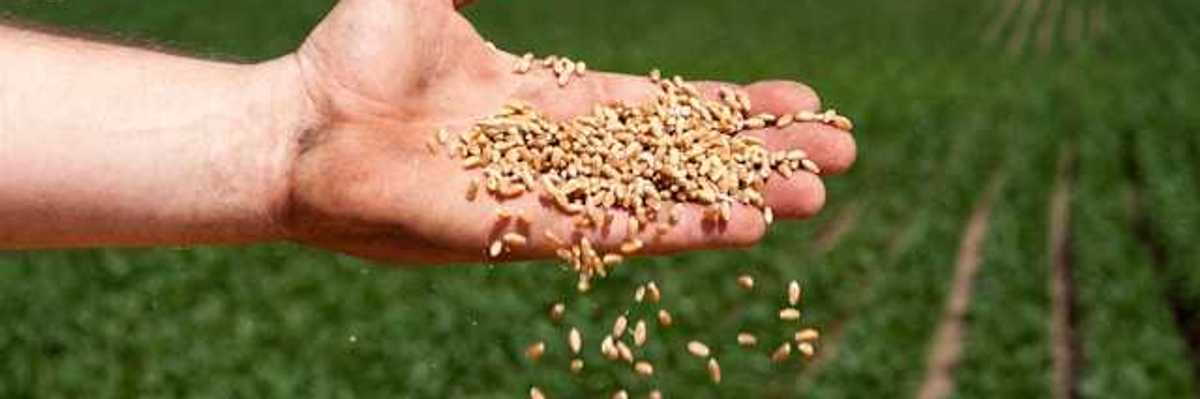 A man's hand scattering seeds onto a farm field