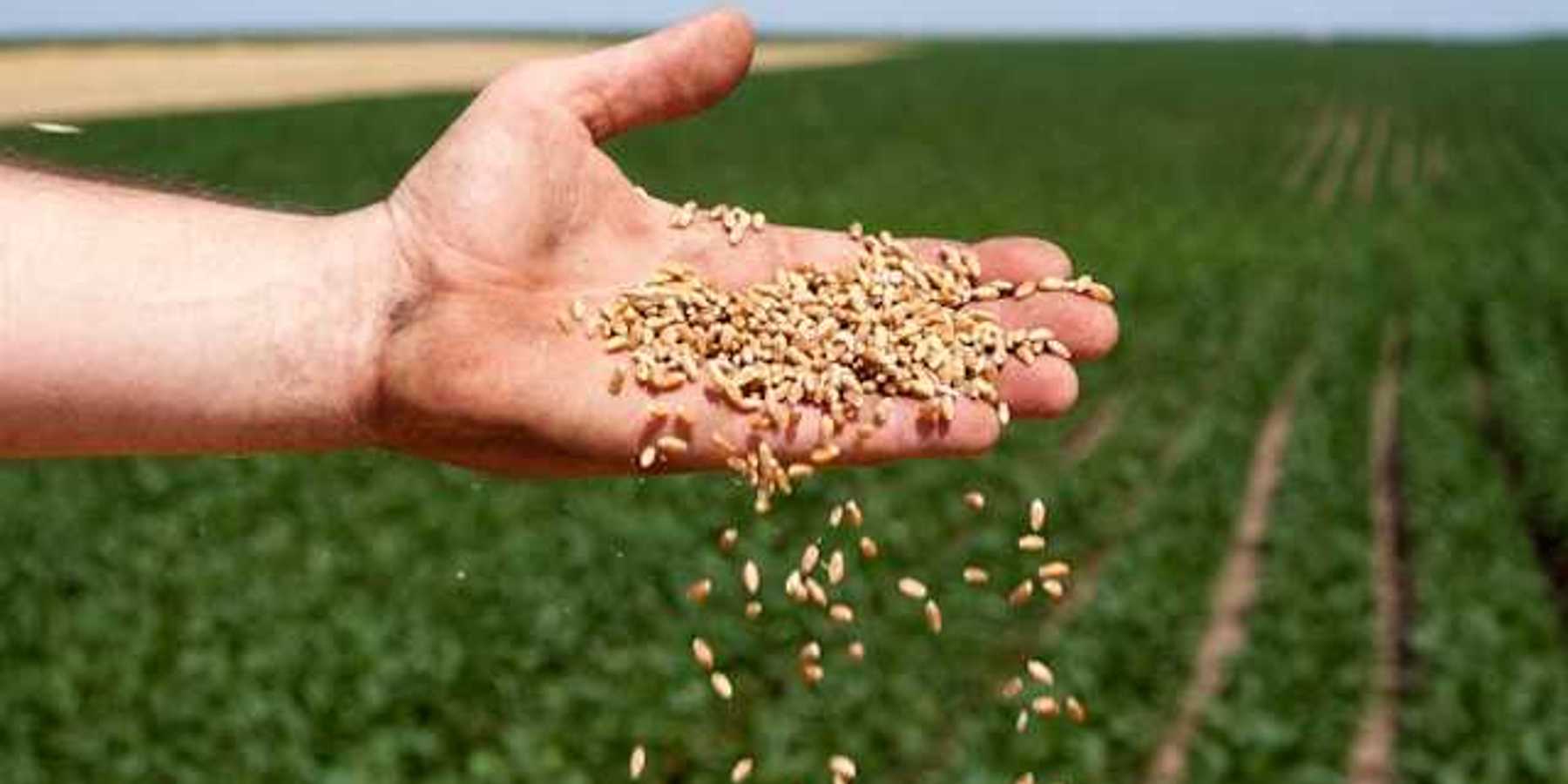 A man's hand scattering seeds onto a farm field