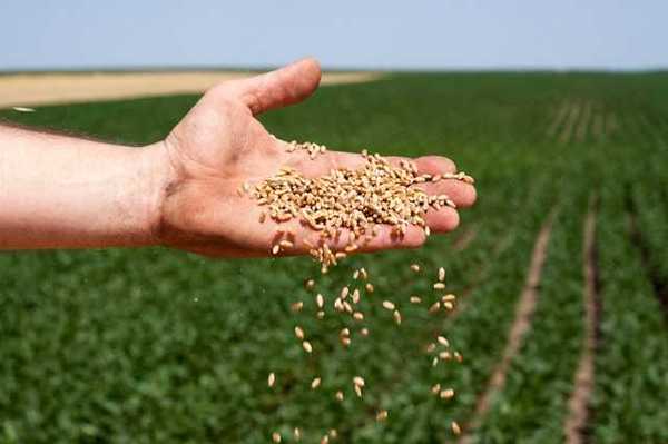 A man's hand scattering seeds onto a farm field