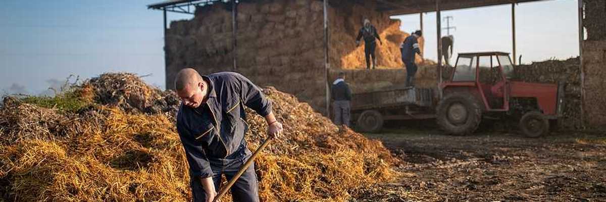 A man shoveling manure at a farm