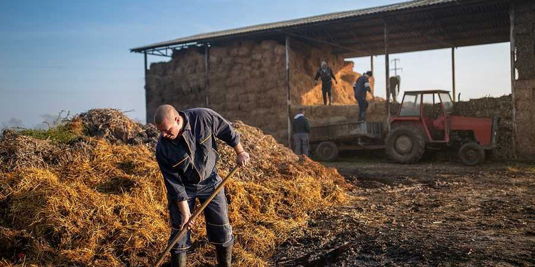 A man shoveling manure at a farm