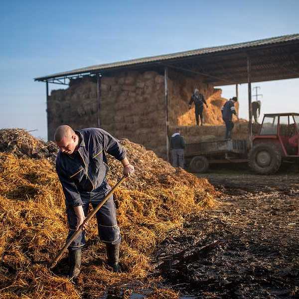 A man shoveling manure at a farm